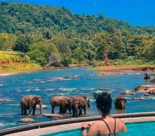 Pinnawala Elephant Orphanage